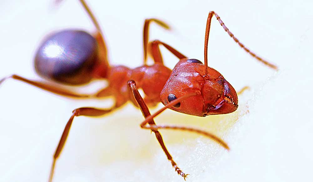 ant close