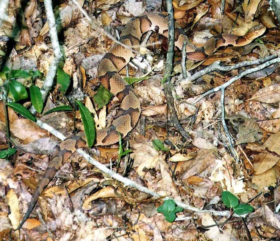 copperhead in leaves