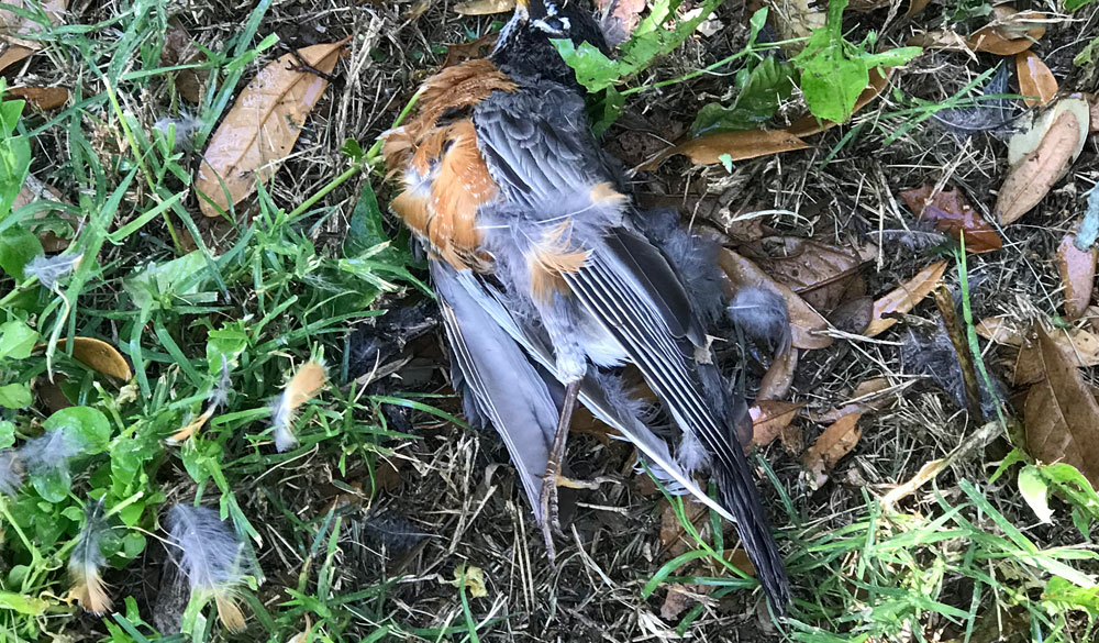 dead swallow