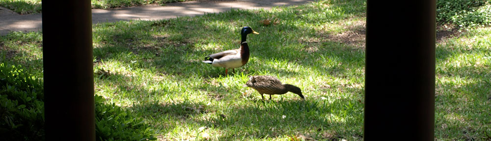Ducks in a Dallas backyard