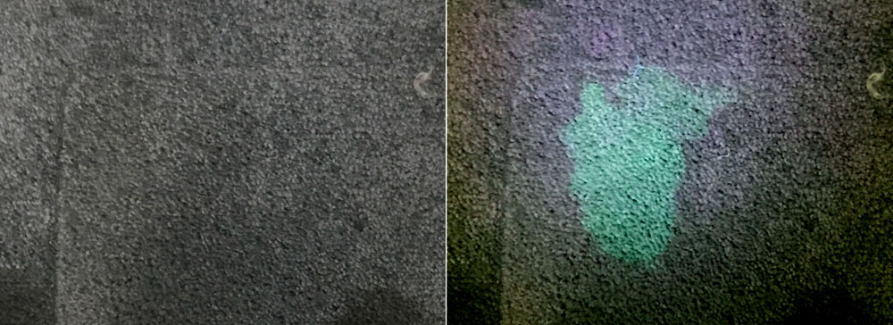 Image of cat urine residue on carpet with and without ultraviolet