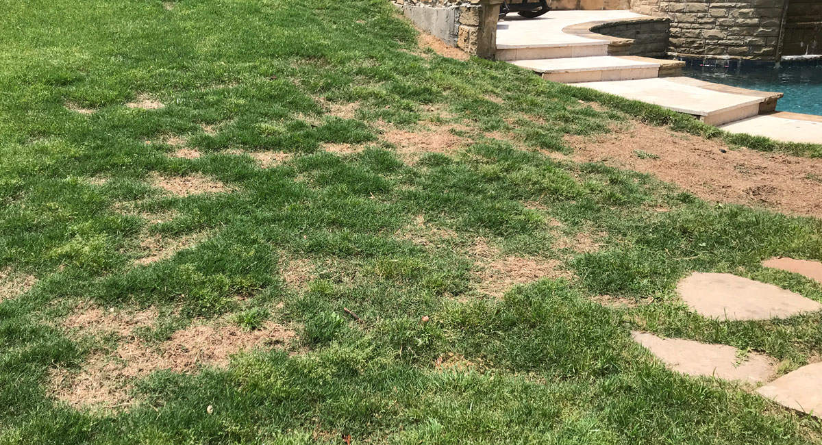 Brown grass spot repair