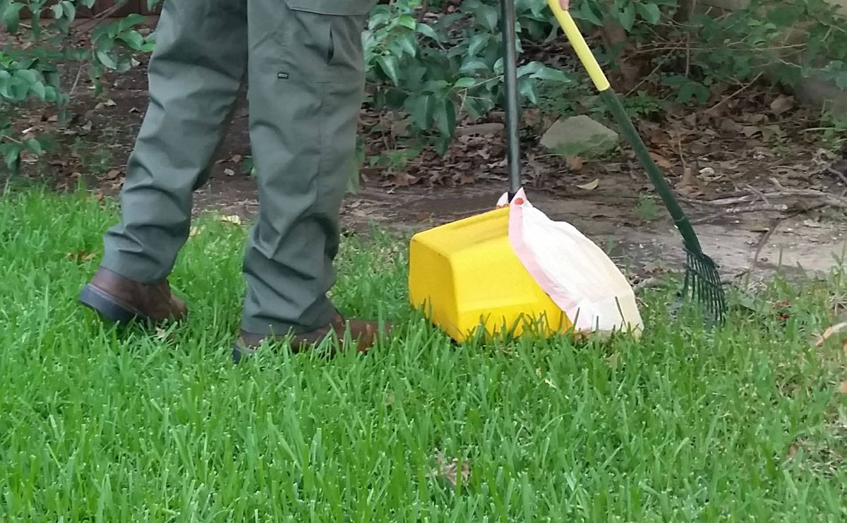 Residential dog poop removal in Richardson, Texas