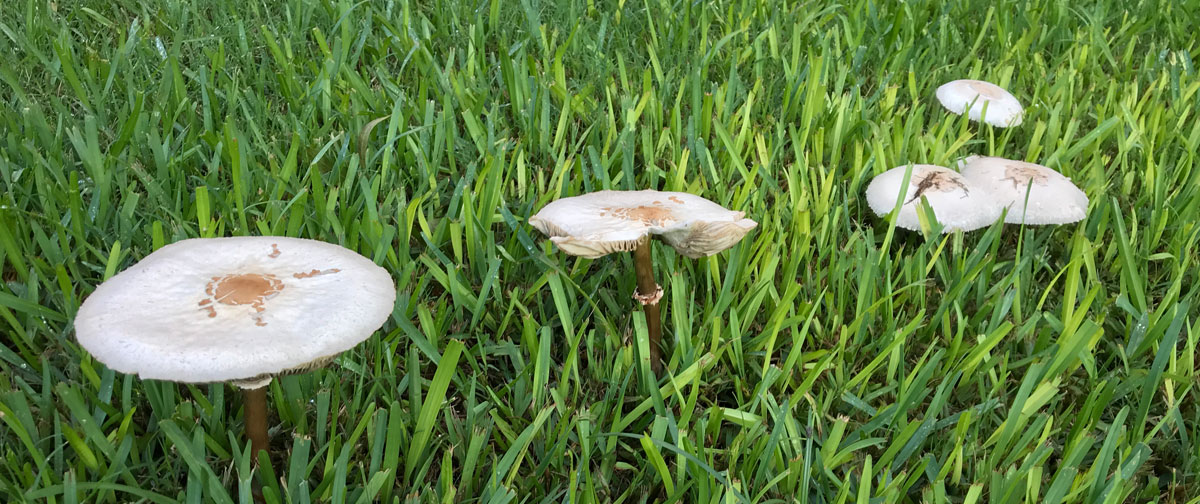 Poison Mushroom Removal