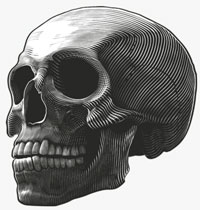 Image of a human skull