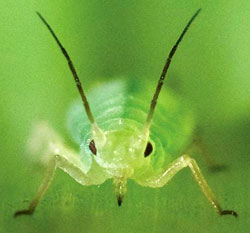 Photo of aphid by Kent Loeffler: USDA