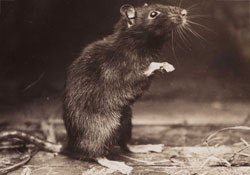 Photo of a black rat