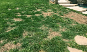 Image of brown spots in grass caused by dog urine.