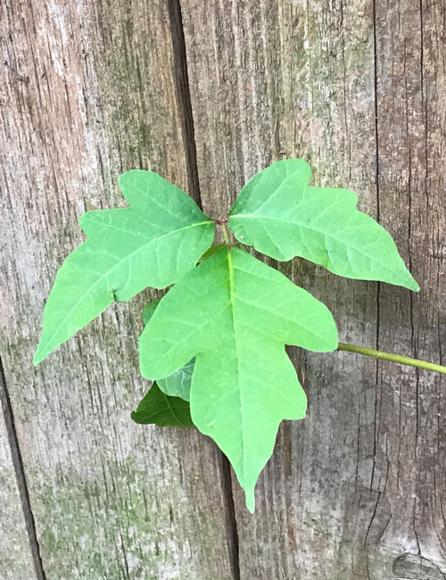 Image of poison ivy on fence