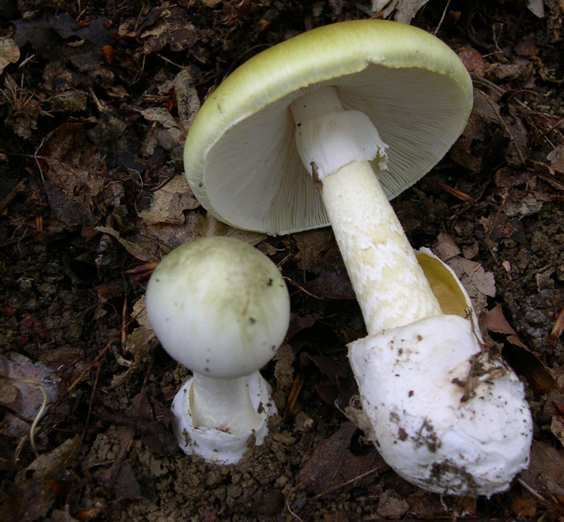 Image of amanita phalloides mushroom