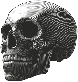 Drawing of a human skull