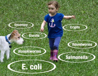 Toddler walking among germs in grass